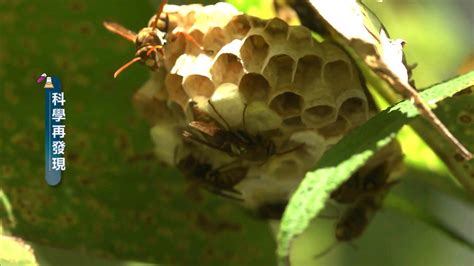 蜜蜂 築巢|大自然建築師！ 長腳蜂、虎頭蜂築巢大解秘